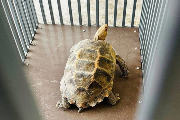 Rare endangered turtles found and rescued in Nghe An - 1