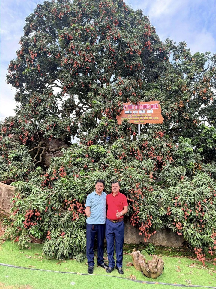 Century-old lychee tree in Bac Ninh yields 800kg of fruit - 2
