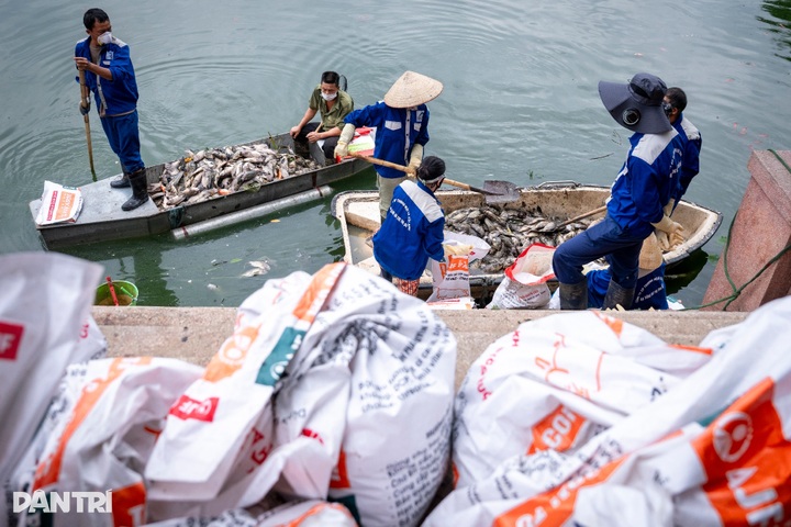 Thousands of fish found dead in Hanoi's Nghia Do Lake - 3