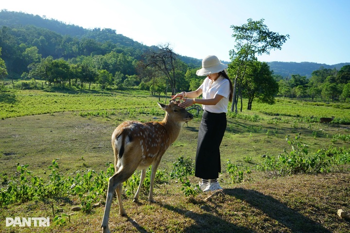 Rare spotted deer thrive in semi-wild rescue centre in Gia Lai - 3 Rare spotted deer thrive in semi-wild rescue centre in Gia Lai - 3