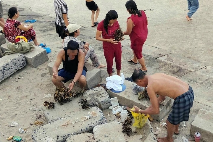 Tourists caught breaking coral at Nha Trang beach - 1 Tourists caught breaking coral at Nha Trang beach - 1