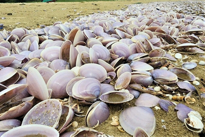 Tonnes of dead clams wash ashore on Ha Tinh beach - 2