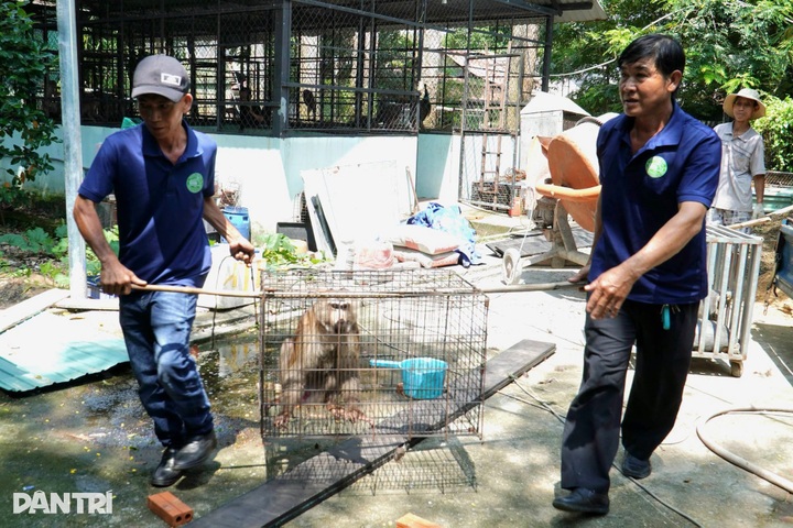 12kg pig-tailed macaque among 12 wild animals handed to rangers - 1