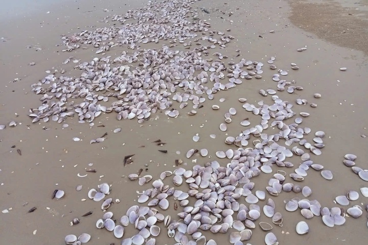 Large quantities of purple clam shells wash ashore in Ha Tinh - 1 Large quantities of purple clam shells wash ashore in Ha Tinh - 1