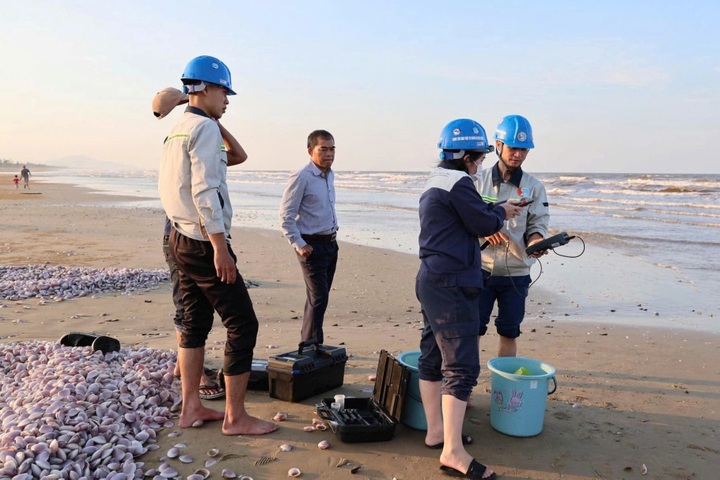 Large quantities of purple clam shells wash ashore in Ha Tinh - 2 Large quantities of purple clam shells wash ashore in Ha Tinh - 2