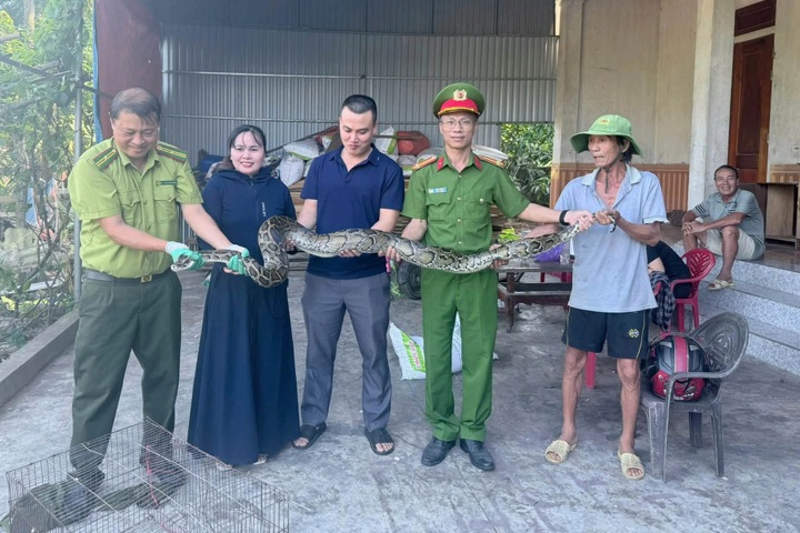 Ha Tinh family hands over python measuring more than 2 metres - 1