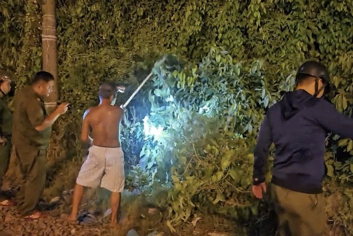 Python over 1.5 metres long captured near HCM City railway crossing - 2 Python over 1.5 metres long captured near HCM City railway crossing - 2