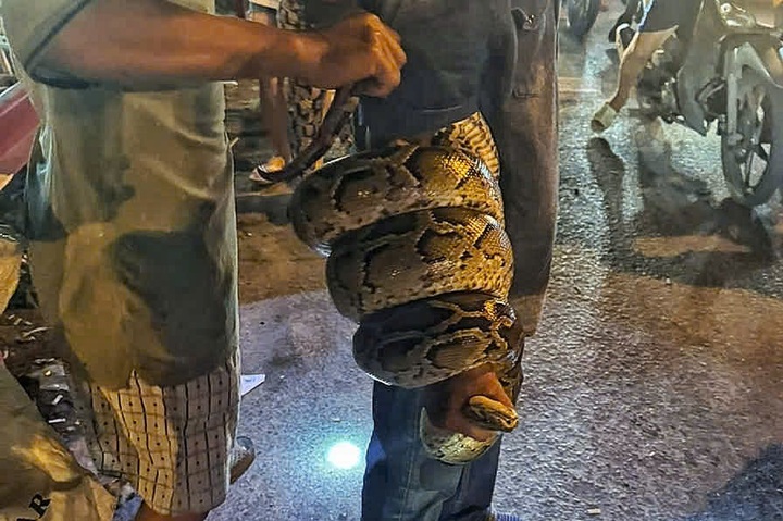 Python over 1.5 metres long captured near HCM City railway crossing - 1 Python over 1.5 metres long captured near HCM City railway crossing - 1