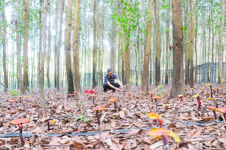 Làm giàu dưới tán rừng - 4 Làm giàu dưới tán rừng - 4