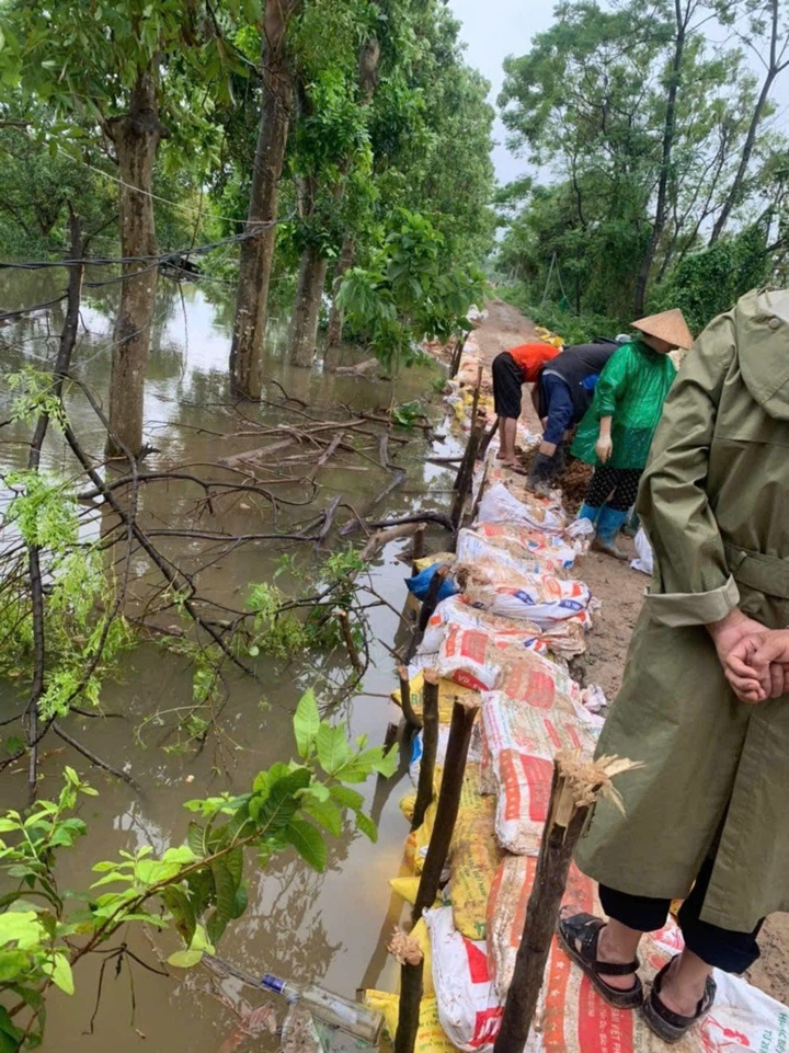 Cấp tập hỗ trợ bà con đắp đê ở Thường Tín, gặt lúa chạy lũ ở Thạch Thất - 3 Cấp tập hỗ trợ bà con đắp đê ở Thường Tín, gặt lúa chạy lũ ở Thạch Thất - 3