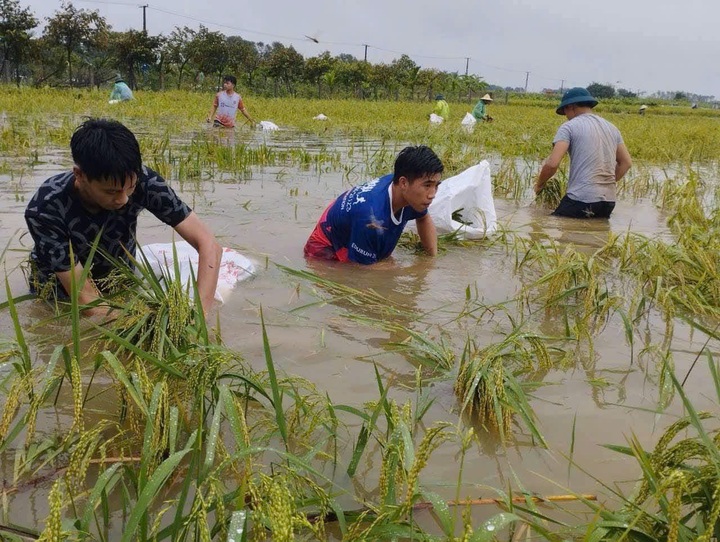 Cấp tập hỗ trợ bà con đắp đê ở Thường Tín, gặt lúa chạy lũ ở Thạch Thất - 4 Cấp tập hỗ trợ bà con đắp đê ở Thường Tín, gặt lúa chạy lũ ở Thạch Thất - 4