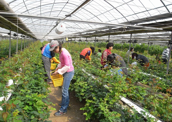 Số người đi làm việc nước ngoài tăng, chủ yếu ở các thị trường thu nhập tốt - 3 Số người đi làm việc nước ngoài tăng, chủ yếu ở các thị trường thu nhập tốt - 3