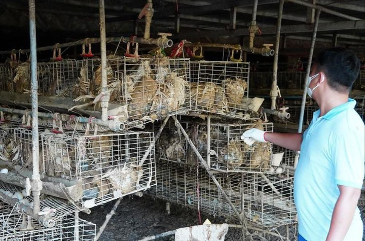 Cấp bách khôi phục sản xuất, đảm bảo đủ thực phẩm dịp cuối năm - 1 Cấp bách khôi phục sản xuất, đảm bảo đủ thực phẩm dịp cuối năm - 1