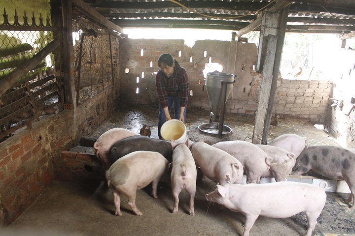 Thoát nghèo nhờ vốn tín dụng chính sách - 2 Thoát nghèo nhờ vốn tín dụng chính sách - 2