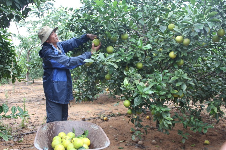 Thanh Hoá thực hiện 7 dự án về giảm nghèo, đưa chính sách vào cuộc sống - 1