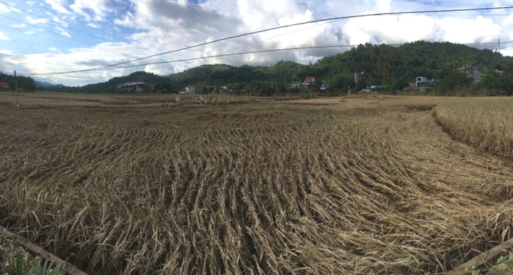 Cấp gần 90 tấn hạt giống để tỉnh Lào Cai khôi phục sản xuất sau bão số 3 - 1