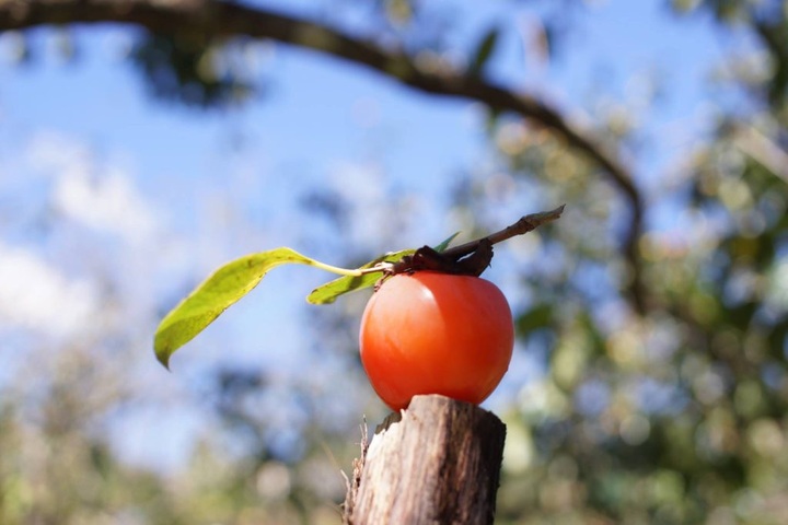 Hồng giòn rất ngon nhưng hiếm ai biết món đại kỵ với hồng và ngâm hết chát - 4 Hồng giòn rất ngon nhưng hiếm ai biết món đại kỵ với hồng và ngâm hết chát - 4