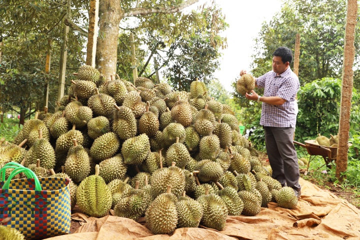Phạt 4 doanh nghiệp nhúng sầu riêng vào dung dịch không rõ nguồn gốc - 5