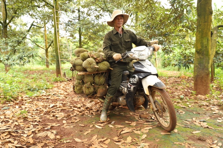 Phạt 4 doanh nghiệp nhúng sầu riêng vào dung dịch không rõ nguồn gốc - 2