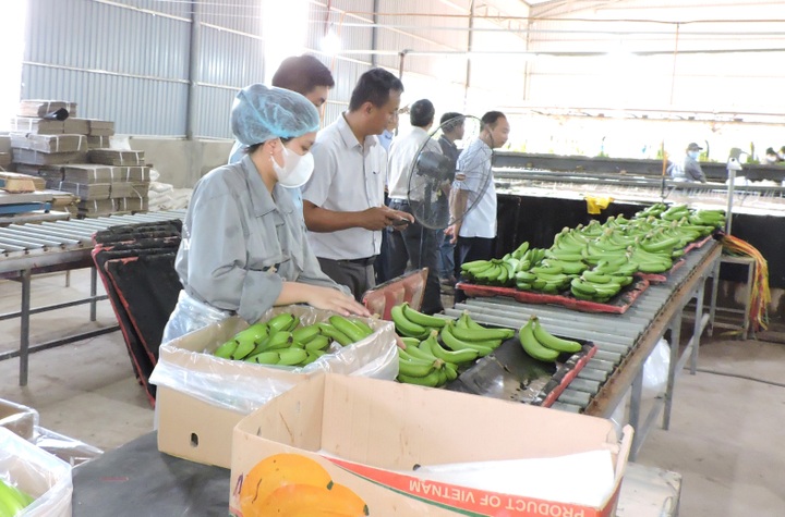 Xuất khẩu nông sản có thể lập kỷ lục 61 tỷ USD - 1 Xuất khẩu nông sản có thể lập kỷ lục 61 tỷ USD - 1