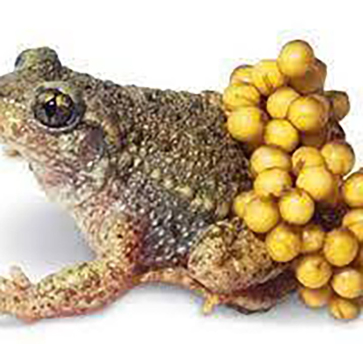 Cảnh báo từ 1 người chết, 5 người ngộ độc vì ăn trứng cóc - 1 Cảnh báo từ 1 người chết, 5 người ngộ độc vì ăn trứng cóc - 1