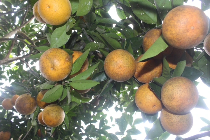 Mẹo nhận biết ngay cam Vinh chuẩn, không lo mua phải hàng “đội lốt” - 3