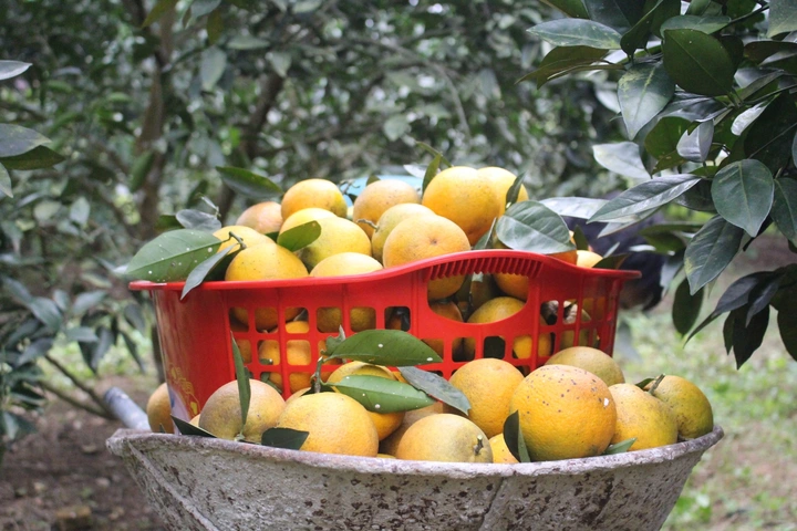 Mẹo nhận biết ngay cam Vinh chuẩn, không lo mua phải hàng “đội lốt” - 4