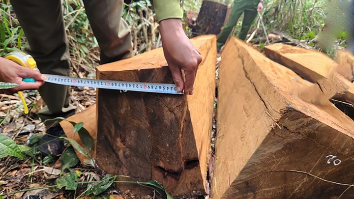 Khen thưởng cá nhân, tập thể bắt giữ nhóm lâm tặc tại Lâm Đồng - 1