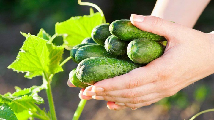 Dưa chuột đa công dụng, nhưng băn khoăn có nên ăn cả vỏ? - 2 Dưa chuột đa công dụng, nhưng băn khoăn có nên ăn cả vỏ? - 2