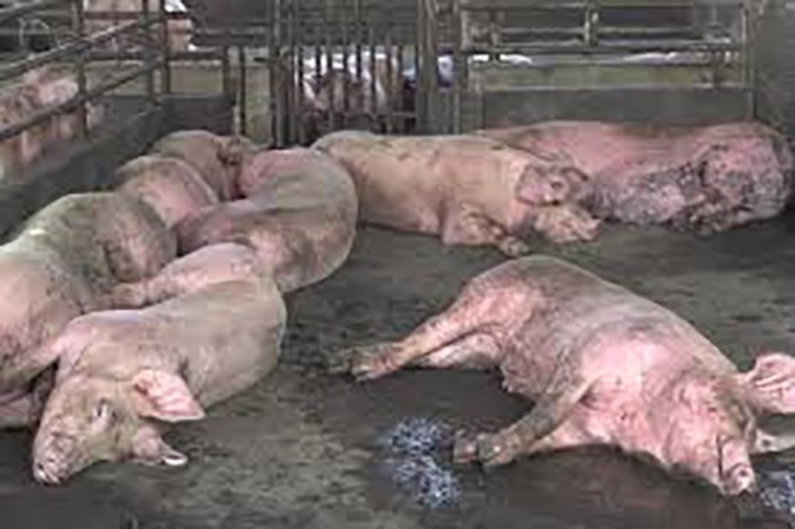 Đắk Lắk quyết liệt phòng, chống bệnh cúm gia cầm - 1