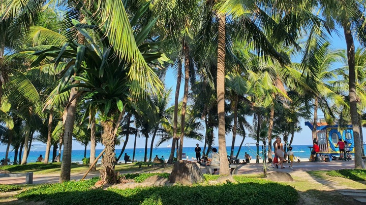 Đà Nẵng kêu gọi trồng hàng nghìn cây dừa làm đẹp các bãi biển - 1 Đà Nẵng kêu gọi trồng hàng nghìn cây dừa làm đẹp các bãi biển - 1