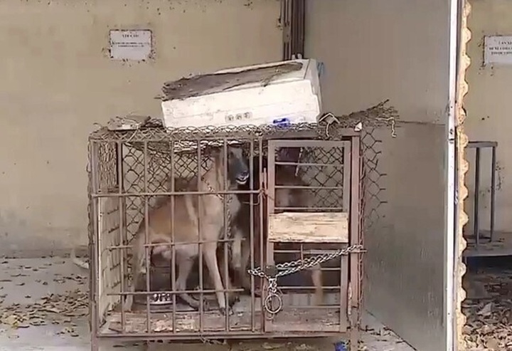 Thảm kịch từ thú cưng: Không thể xem thường - 1 Thảm kịch từ thú cưng: Không thể xem thường - 1