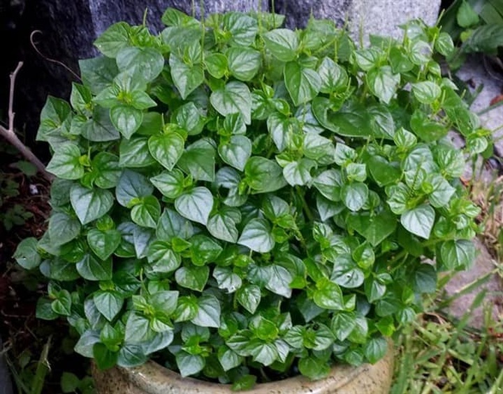 Món rau này cực quý, trồng ở vườn hay trên chậu đều được - 1