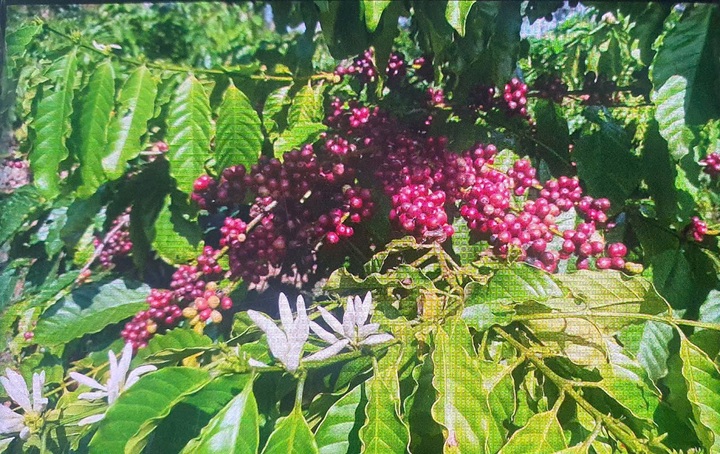 Phụ nữ Đắk Lắk phát triển kinh tế hiệu quả từ nhiều mô hình thiết thực - 1