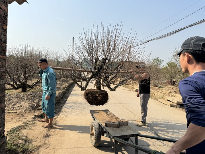 Làng hoa tất bật vào vụ tết - 3