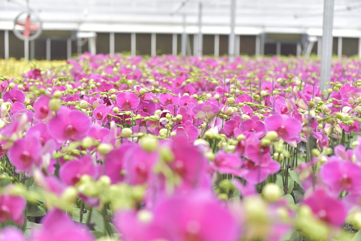 Nhà vườn trồng hoa lan tất bật vào vụ Tết, kỳ vọng thu tiền tỷ - 1 Nhà vườn trồng hoa lan tất bật vào vụ Tết, kỳ vọng thu tiền tỷ - 1