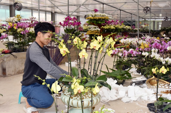 Nhà vườn trồng hoa lan tất bật vào vụ Tết, kỳ vọng thu tiền tỷ - 9 Nhà vườn trồng hoa lan tất bật vào vụ Tết, kỳ vọng thu tiền tỷ - 9