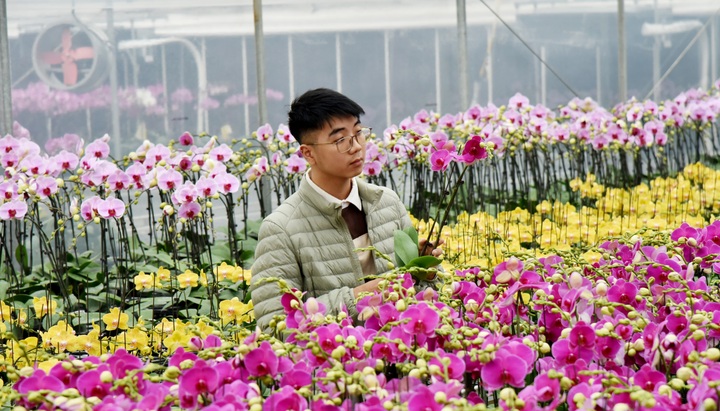 Nhà vườn trồng hoa lan tất bật vào vụ Tết, kỳ vọng thu tiền tỷ - 10 Nhà vườn trồng hoa lan tất bật vào vụ Tết, kỳ vọng thu tiền tỷ - 10
