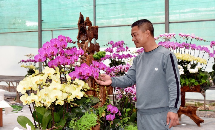 Nhà vườn trồng hoa lan tất bật vào vụ Tết, kỳ vọng thu tiền tỷ - 5 Nhà vườn trồng hoa lan tất bật vào vụ Tết, kỳ vọng thu tiền tỷ - 5