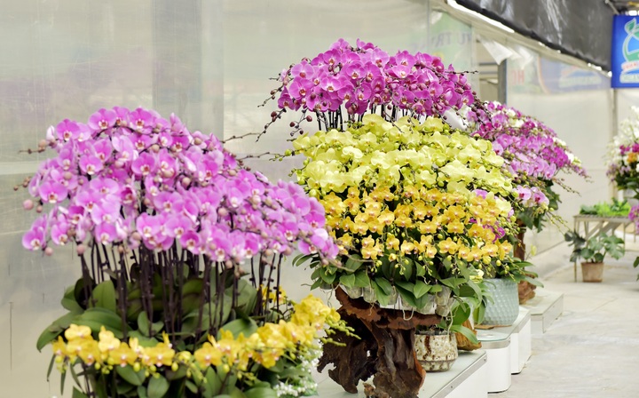 Nhà vườn trồng hoa lan tất bật vào vụ Tết, kỳ vọng thu tiền tỷ - 7 Nhà vườn trồng hoa lan tất bật vào vụ Tết, kỳ vọng thu tiền tỷ - 7