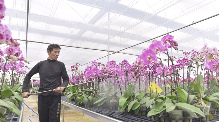 Nhà vườn trồng hoa lan tất bật vào vụ Tết, kỳ vọng thu tiền tỷ - 8 Nhà vườn trồng hoa lan tất bật vào vụ Tết, kỳ vọng thu tiền tỷ - 8