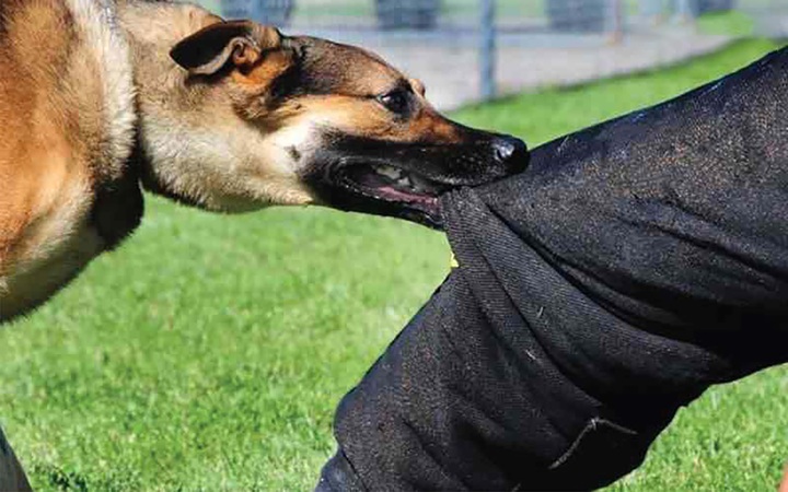 7 trường hợp tử vong, cảnh báo bệnh dại trên địa bàn Đắk Lắk - 1 7 trường hợp tử vong, cảnh báo bệnh dại trên địa bàn Đắk Lắk - 1