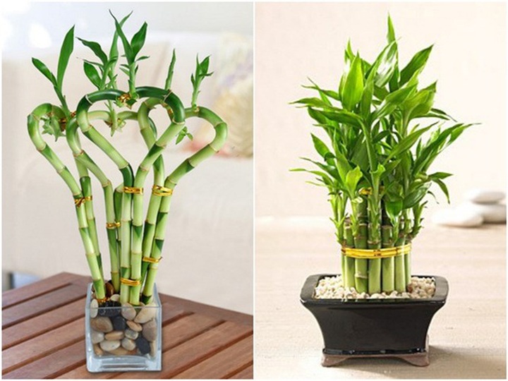 6 loại cây cảnh nhỏ xinh nên chơi tết để đem lại may mắn, tài lộc - 2