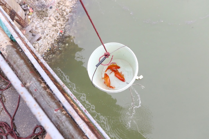 “Thả cá đừng thả nilon”: Thông điệp bảo vệ môi trường từ các bạn trẻ - 4 “Thả cá đừng thả nilon”: Thông điệp bảo vệ môi trường từ các bạn trẻ - 4