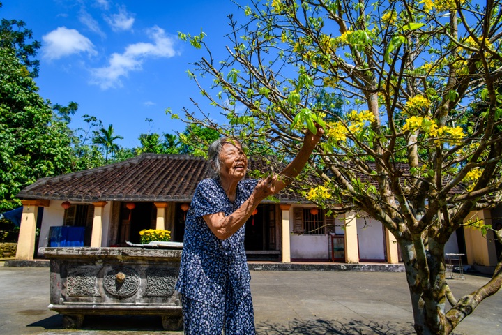 Mai vàng làng cổ Lộc Yên - 2