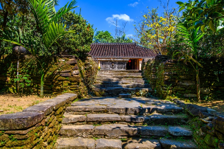 Mai vàng làng cổ Lộc Yên - 3