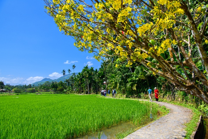 Mai vàng làng cổ Lộc Yên - 6