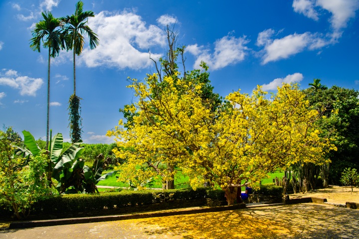 Mai vàng làng cổ Lộc Yên - 5