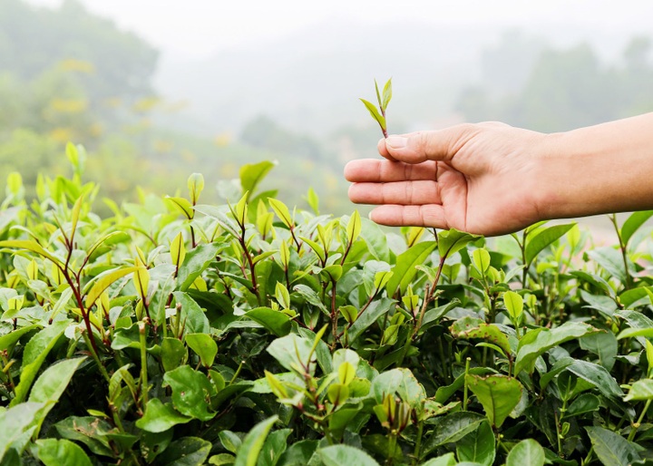 Hoa trà thơm và phương trời mây nắng mỗi độ Xuân về - 1