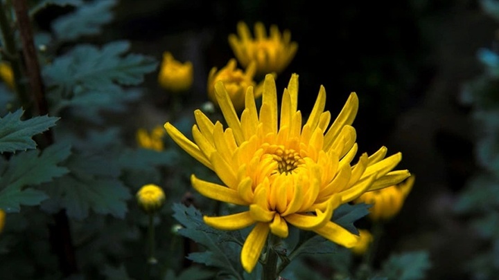 Những loại hoa kiêng cắm bàn thờ Tết và những hoa thu hút tài lộc, may mắn - 4 Những loại hoa kiêng cắm bàn thờ Tết và những hoa thu hút tài lộc, may mắn - 4